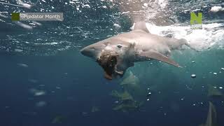 Pásmo Pořadů Měsíc Predátorů Na Viasat Nature