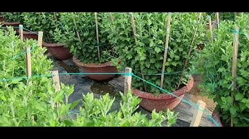 Bông cúc đại đóa tết 2024(24/11âl)#cucdaidoa #ToanNguyen#0933760844