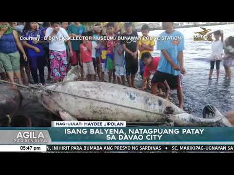 Video Isang balyena natagpuang patay sa Davao City - youtube