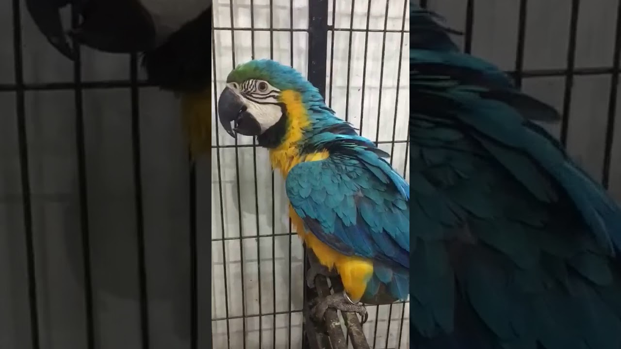 green parrotlet Macaw | birds and pets information | new member added to family
