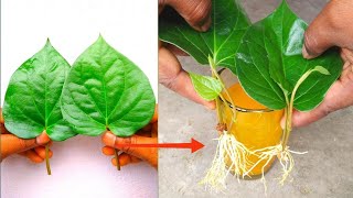 How to Grow Betel Leaf Plant at Home | pan ka paudha kaise ugaye | পান গাছের চারা তৈরি