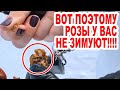 КАК ЗИМУЮТ РОЗЫ В СИБИРИ? РАСКРЫВАЕМ ГЛАВНЫЙ СЕКРЕТ