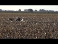 GALGOS CAZANDO ÑANDUCES .... (GALGOS LA PLATA FACE)