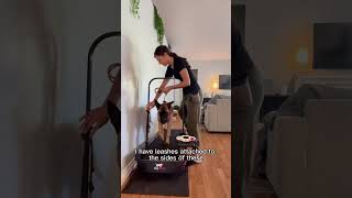 Teach My Dog to Treadmill