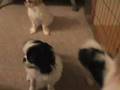 Japanese Chin Puppies の動画、YouTube動画。