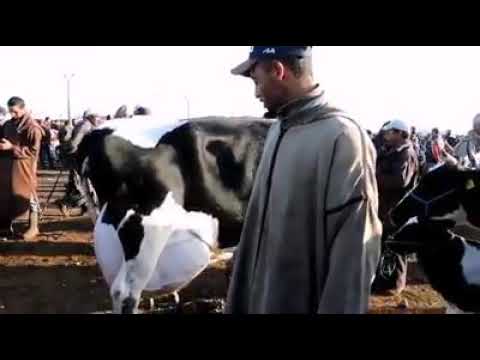 بقرة هولشتاين تنتج 40 لتر من الحليب يوميا الثمن 3 مليون