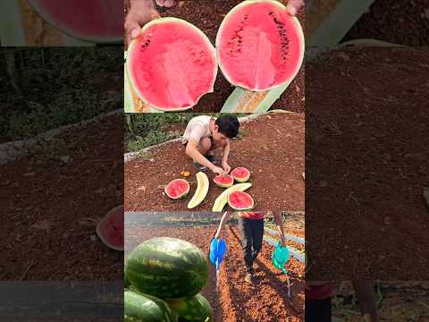 بلش موسم زراعة البطيخ الأحمر جزء ٢