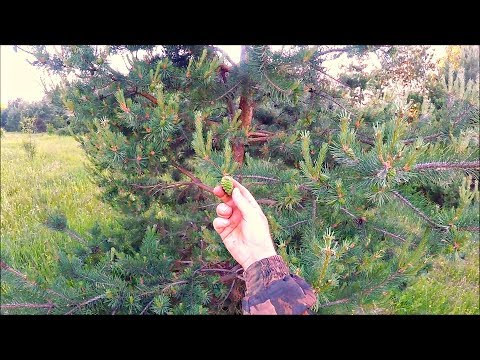 Сосновая шишка. Польза и применение (Будни охотника и рыбака)