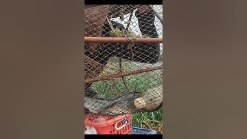 Thăm Lờ Dính Cá Trê Lai, Cá Trê Vàng Ruộng Mùa Nước Nổi #shorts #bắtcátrêlai #bắtcátrêvàng