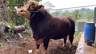 SIAP DIBOYONG MAHAR 125 JUTA… SAPI JUMBO TEMANGGUNG