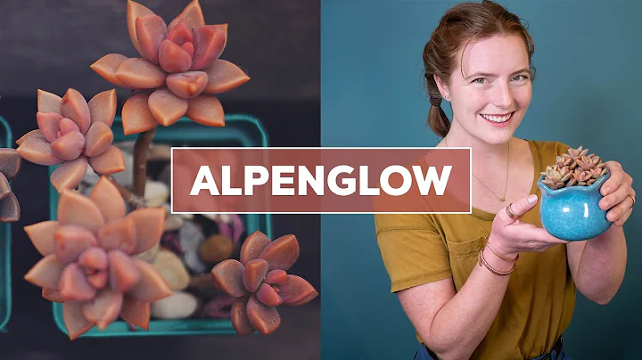 Graptosedum 'Alpenglow' Succulent - Important Plan...