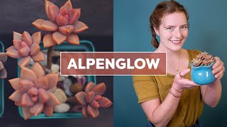 Graptosedum 'Alpenglow' Succulent - Important Plant Care Tips screenshot 2