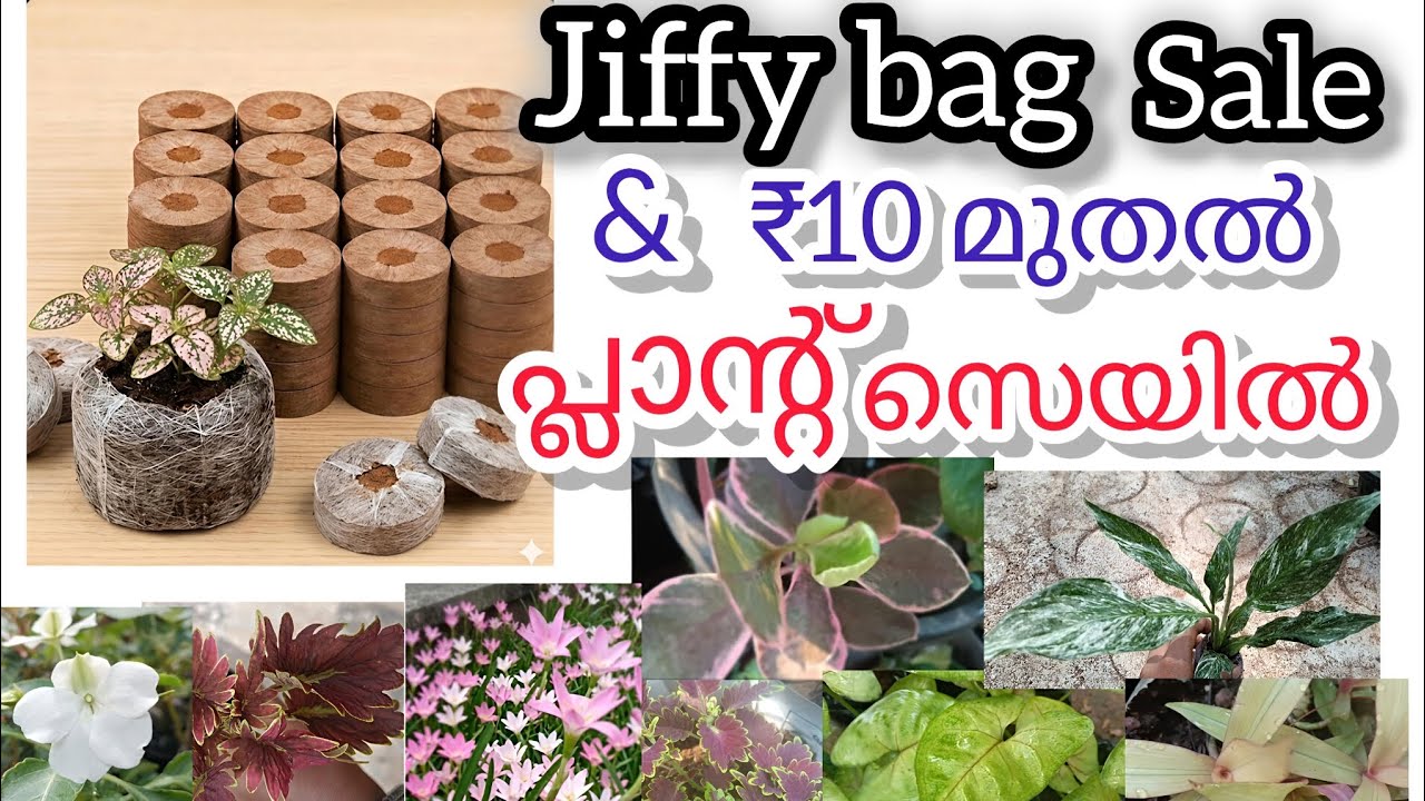 ₹10 മുതൽ പ്ലാന്റുകൾ 🌱💚Jiffy Plug ലഭ്യം🌾! ചെറിയ ബജറ്റിൽ വലിയ ഗാർഡൻ തുടങ്ങാം! Order now 📩