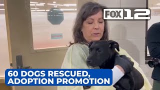 Oregon Humane Society rescues 60 dogs from southern Oregon, running adoption promotion