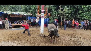 LỄ CƯỚI ĐÂM TRÂU PHẦN 1