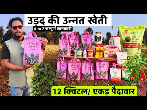 गर्मियों में उड़द की खेती कैसे करें | 70–80 दिनों में बेहतरीन पैदावार | Urad Ki Kheti Complete Guide
