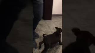 American Bully Standard Size Female Lucy