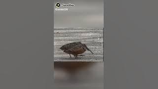 'Santai'  Soundtrax Lirik oleh Bang H.Rhoma Irama.