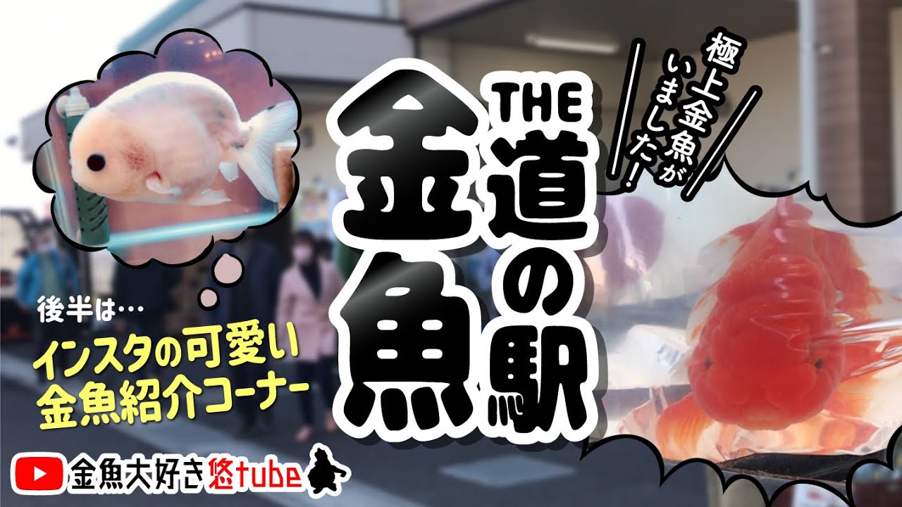 The 道の駅金魚 今回はクオリティ高い 後半はインスタのめちゃくちゃ可愛い金魚をご紹介 金魚大好き悠tube Youtube The 道の駅金魚 今回はクオリティ高い 後半はインスタのめちゃくちゃ可愛い金魚をご紹介 金魚大好き悠tube Youtube