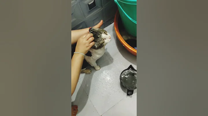 Watch the video about Watch how simbu takes a bath #cat #animallovers #dog