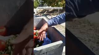 A101 Domatesleri Çöpe Döküyor