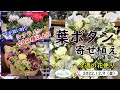 今週の花便り #20【2022.12.9】葉ボタンの寄せ植え【寄せ植え】 葉ボタン シクラメン アネモネ　など