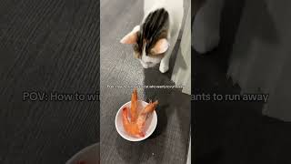 : Bon… Pour L’amour Des Crevettes, Je Reviens. 🦐😼