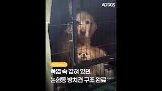 방치견 구조..끝까지 함께 합니다 유기견 입양홍보 #유기견 #입양 #반려견 #아기강아지 #강아지 #댕댕이 #보호소 #유기견보호소 #안락사 #유기견입양 #구조  ##사지말고입양하세요