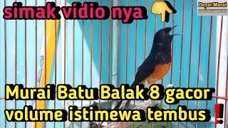 Murai Batu Balak 8 gacor dor volume isimewa tembus❗️