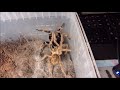 Ceratogyrus brachycephalus WF mating