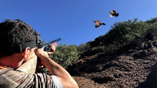 Partridge Hunt With Dogs pointer | EL BAZ  khemisset 2019