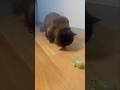 Cat vs Toy Mouse! 🐱🎯