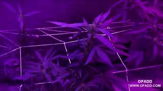 Marijuana LED full spectrum-Outdoor plant get's help, LED grow lights,Medical marijuana
