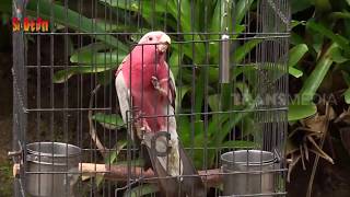 Cantiknya Burung Kakatua Galah Si Cerdas Berdada Indah! | SI OTAN