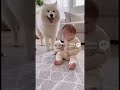 The Purest Bond: Smart Nanny Dog & Her Baby ❤️✨ #Shorts #Samoyed