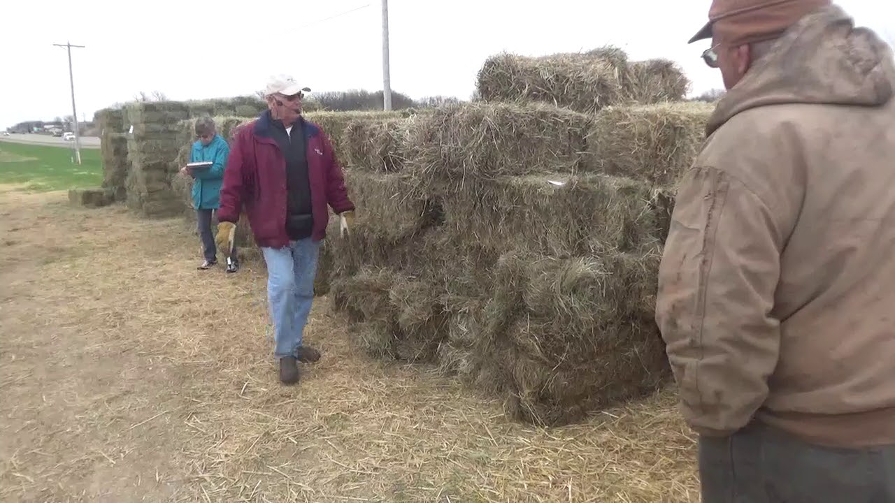 Hay Auction Market Howard Lake, MN 42719 YouTube