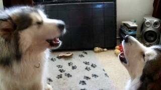 Pair of howling Malamutes