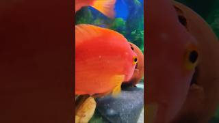 want this(Parrot fish)#shorts #ytshorts #shortsfeed #aquarium #parrotfish #breeding#fish