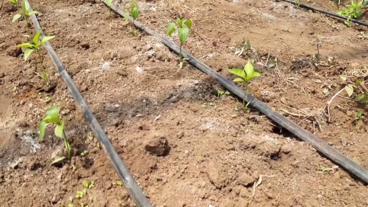 Fertilizacion en el cultivo de Chile /Chile pimiento-Chile dulce