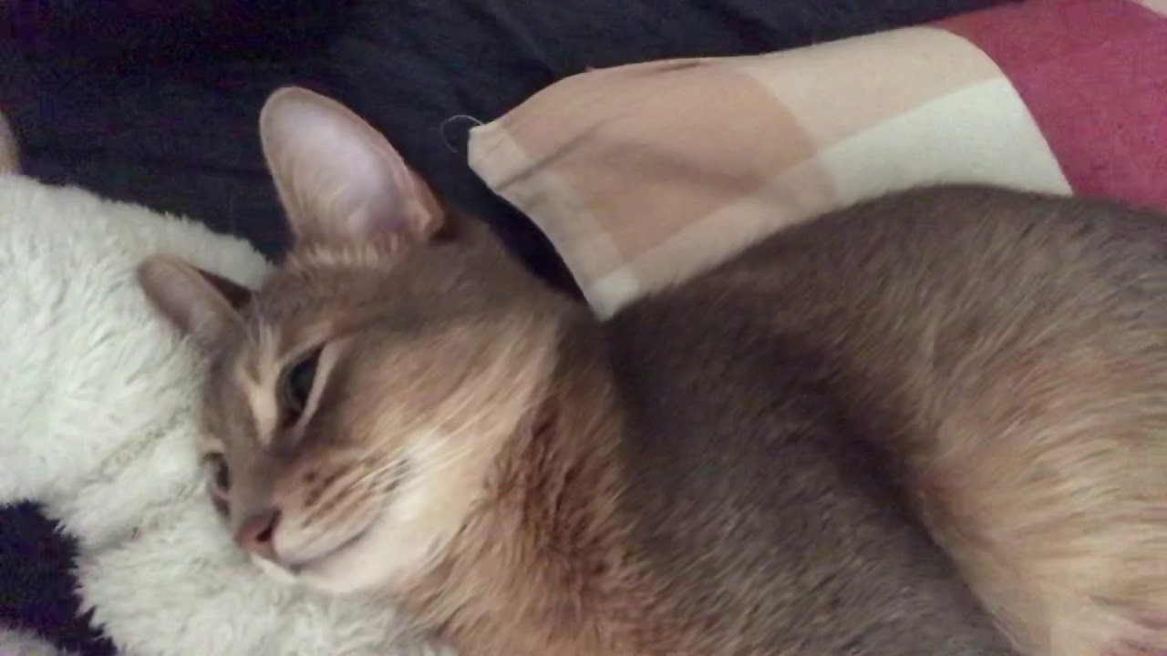 癒し系 飼い主の頭の横で寝る猫 ソマリブルー Youtube