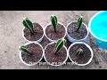 Fairy Castle Cactus Propagation from Cuttings