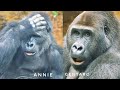 Hilarious Annie is back | Update on Gentaro & Annie | Ueno Zoo