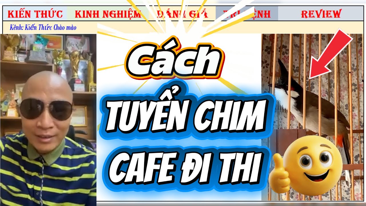 Làm sao để tuyển Chim Cafe có thể đi Thi được?