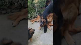 When there are three male German Shepherds in one house. Puppy 2 months old, Alphonse and Ryde. by Dog breeds Породы собак 6,008 views 8 months ago 1 minute, 22 seconds