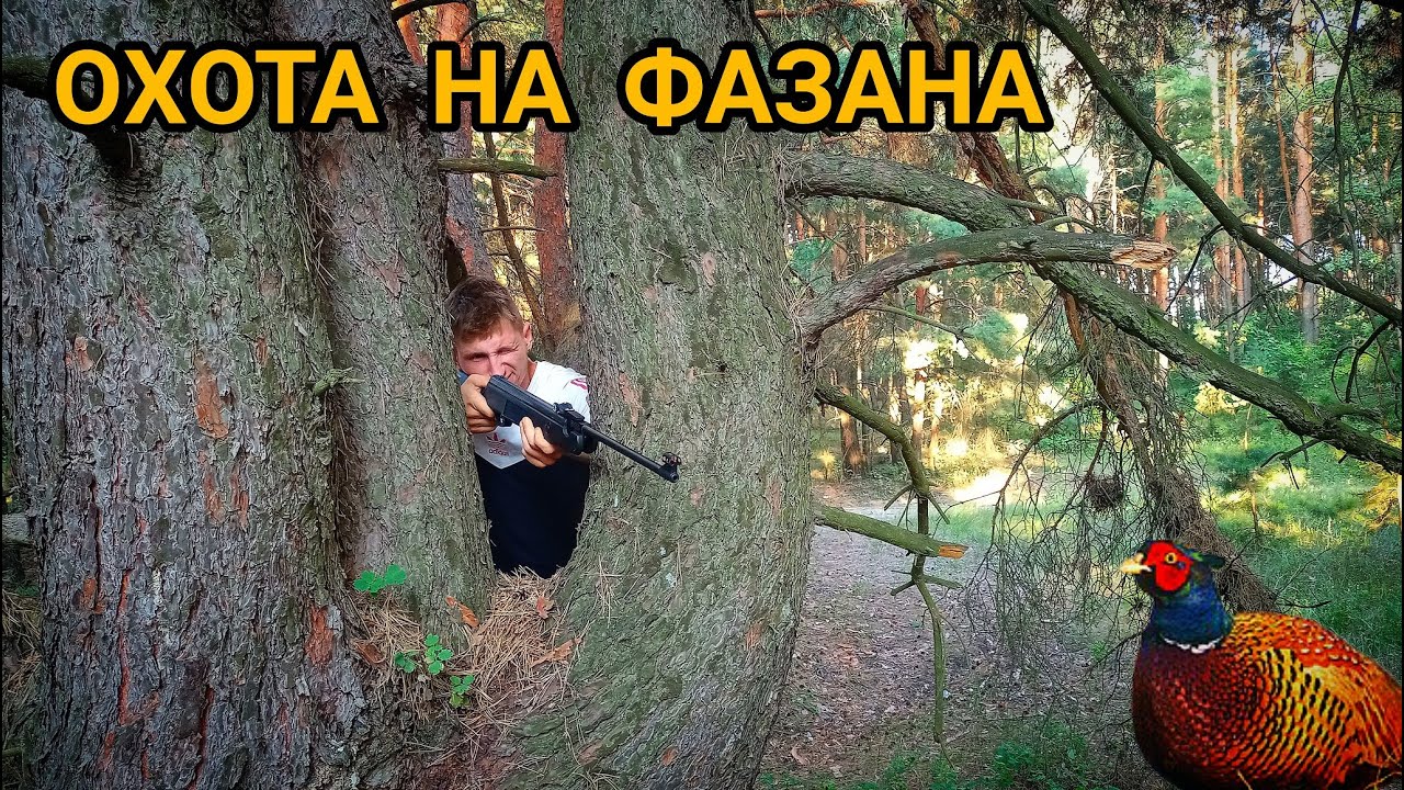 ОХОТА НА ФАЗАНА!!!ВЫШЕЛ НА ОХОТУ С ПНЕВМАТИКОЙ!!! - YouTube