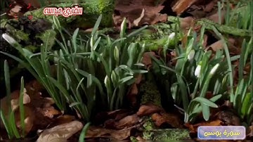 ما تيسر من سورة يونس | القارئ عبدالله