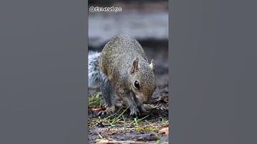 Why Squirrels Bury Nuts 🌰: The Secret Behind Their Survival Skills