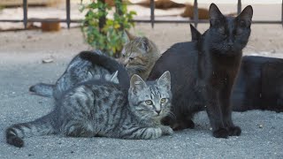 Yes, Its Possible For Pets To Get Bird Flu. Here Are The Symptoms To Watch Out For