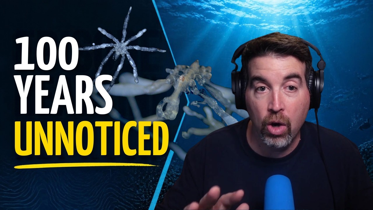 New Sea Spider Species: Hairy Feet, Red Eyes and a Parasite Problem