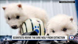 Dire wolf returns from extinction